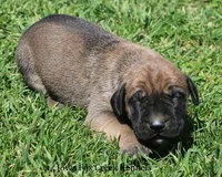 Boomer, a male Great Dane and English Mastiff for sale in Unionville, IA – Photo 4 of 9