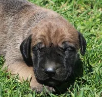 Boomer, a male Great Dane and English Mastiff for sale in Unionville, IA – Photo 1 of 9