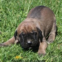 Boomer, a male Great Dane and English Mastiff for sale in Unionville, IA – Photo 2 of 9