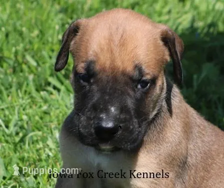 Boomer – Great Dane, English Mastiff puppy for sale in Unionville, IA