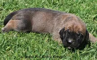 Boomer, a male Great Dane and English Mastiff for sale in Unionville, IA – Photo 7 of 9