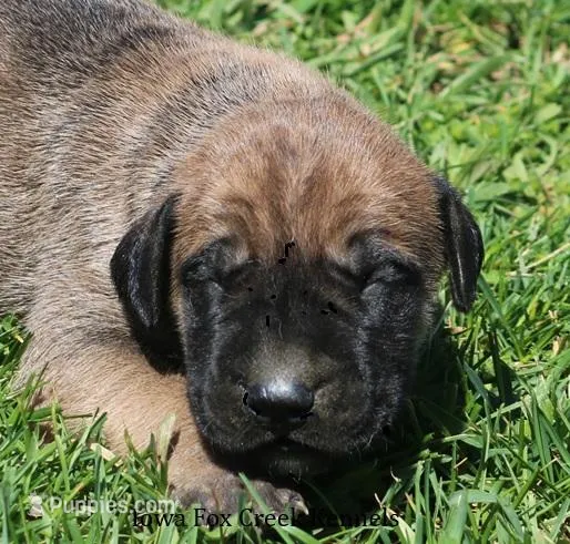 Boomer – Great Dane, English Mastiff puppy for sale in Unionville, IA