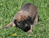 Boomer, a male Great Dane and English Mastiff for sale in Unionville, IA – Photo 5 of 9