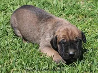 Boomer, a male Great Dane and English Mastiff for sale in Unionville, IA – Photo 6 of 9
