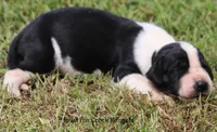 Zoey, a female Great Dane for sale in Unionville, IA – 8 of 10