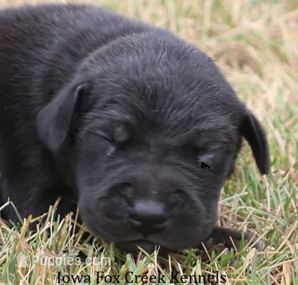 Sadie – Great Dane puppy for sale in Unionville, IA