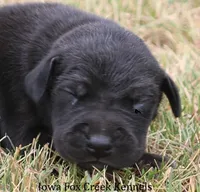 Sadie, a female Great Dane for sale in Unionville, IA – 1 of 9