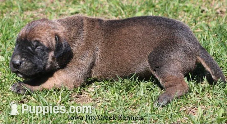 Brutus, a male Great Dane and English Mastiff for sale in Unionville, IA – Photo 2 of 10