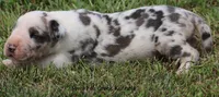 Zeus, a male Great Dane for sale in Unionville, IA – 7 of 10