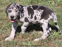 Samson, a male Great Dane for sale in Unionville, IA – 4 of 10