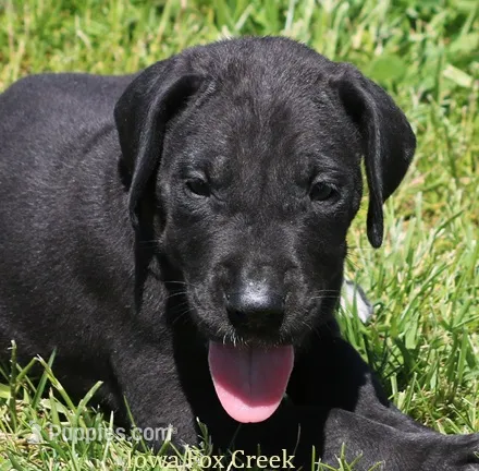 Moose – Great Dane puppy for sale in Unionville, IA