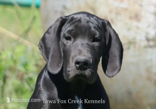 Susie – Great Dane puppy for sale in Unionville, IA