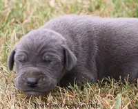 Sophie, a female Great Dane for sale in Unionville, IA – 5 of 10