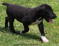 Mitzi, a male Great Dane for sale in Unionville, IA – 5 of 10