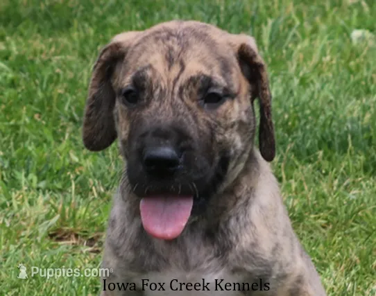 Murphy – Great Dane puppy for sale in Unionville, IA