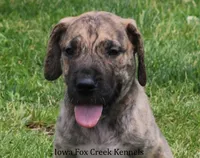 Murphy, a male Great Dane for sale in Unionville, IA – 1 of 10