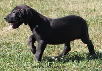 Sadie, a female Great Dane for sale in Unionville, IA – 6 of 10