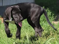 Milo, a male Great Dane for sale in Unionville, IA – 3 of 8