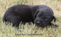 Sadie, a female Great Dane for sale in Unionville, IA – 7 of 9