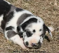 Harley, a male Great Dane for sale in Unionville, IA – Photo 5 of 9