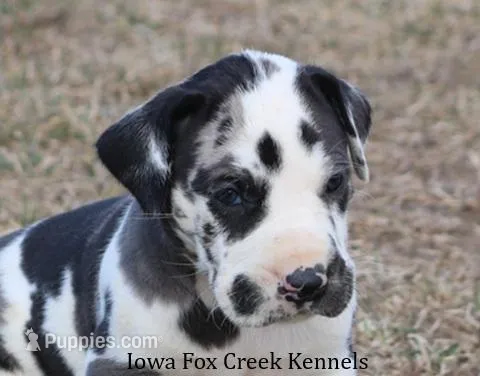 Harley – Great Dane puppy for sale in Unionville, IA