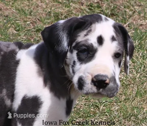 Harley – Great Dane puppy for sale in Unionville, IA