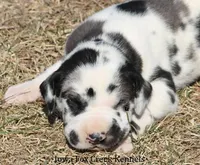 Harley, a male Great Dane for sale in Unionville, IA – Photo 1 of 9