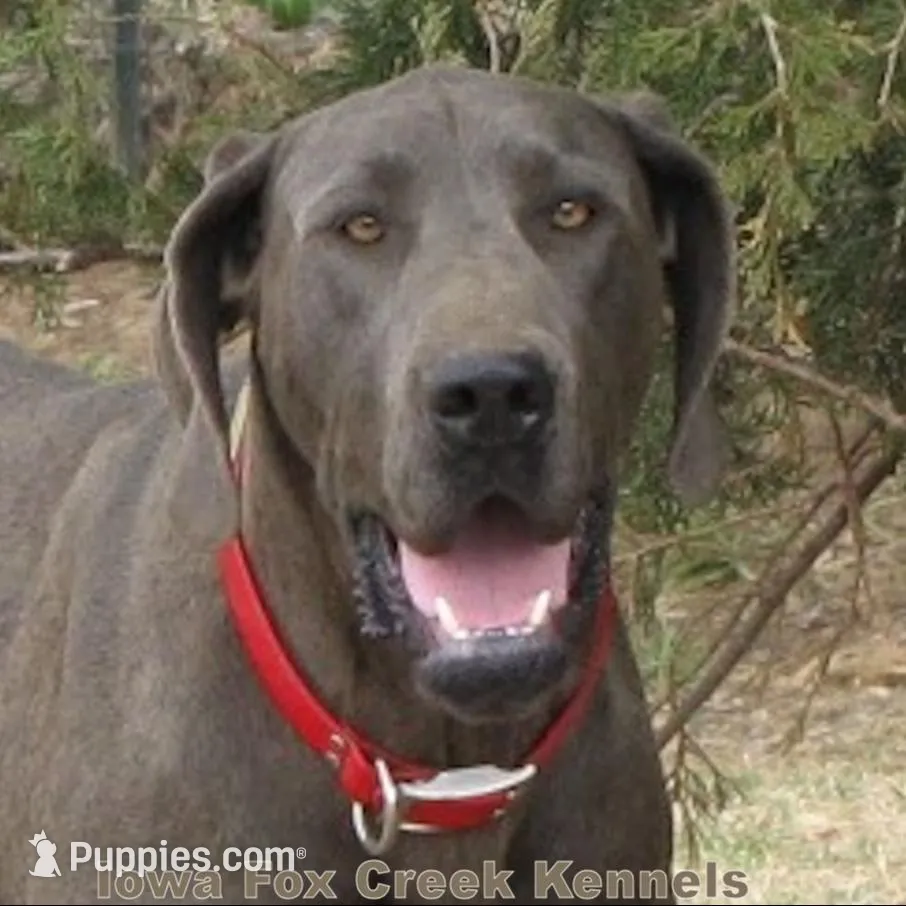 Harley, a male Great Dane for sale in Unionville, IA – Photo 9 of 9