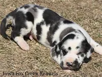 Harley, a male Great Dane for sale in Unionville, IA – Photo 6 of 9