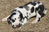 Harley, a male Great Dane for sale in Unionville, IA – Photo 7 of 9