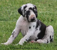 Molly, a male Great Dane for sale in Unionville, IA – 5 of 9