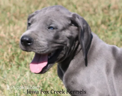Sophie – Great Dane puppy for sale in Unionville, IA