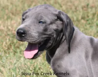 Sophie, a female Great Dane for sale in Unionville, IA – 1 of 10
