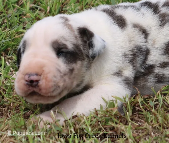 Zeus – Great Dane puppy for sale in Unionville, IA