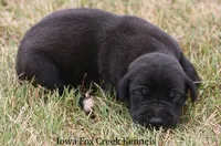 Shadow, a male Great Dane for sale in Unionville, IA – 6 of 10