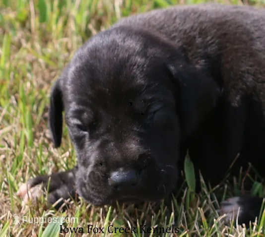 Sadie – Great Dane puppy for sale in Unionville, IA
