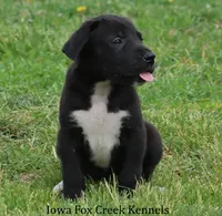 Milo, a male Great Dane for sale in Unionville, IA – 4 of 10