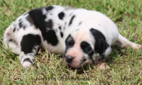 Zorro, a male Great Dane for sale in Unionville, IA – 3 of 10