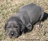 Sarge, a male Great Dane for sale in Unionville, IA – Photo 2 of 10