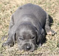 Sarge, a male Great Dane for sale in Unionville, IA – Photo 7 of 10