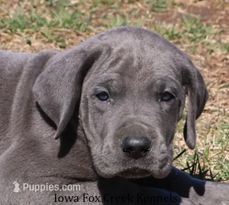 Sarge – Great Dane puppy for sale in Unionville, IA