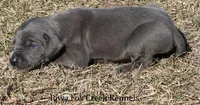 Sarge, a male Great Dane for sale in Unionville, IA – Photo 6 of 10