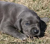 Sarge, a male Great Dane for sale in Unionville, IA – Photo 1 of 10