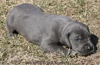 Sarge, a male Great Dane for sale in Unionville, IA – Photo 8 of 10