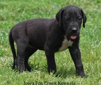 Maya, a male Great Dane for sale in Unionville, IA – 3 of 10