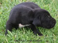 Moose, a male Great Dane for sale in Unionville, IA – Photo 5 of 10