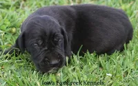 Moose, a male Great Dane for sale in Unionville, IA – Photo 2 of 10