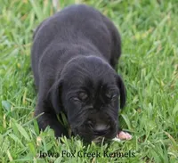 Moose, a male Great Dane for sale in Unionville, IA – Photo 7 of 10