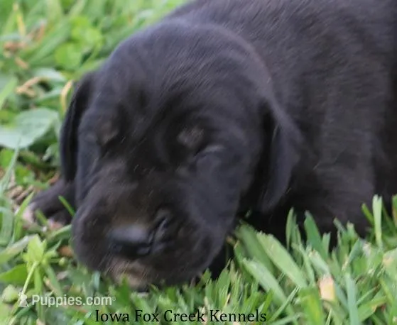 Moose – Great Dane puppy for sale in Unionville, IA