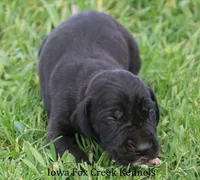 Moose, a male Great Dane for sale in Unionville, IA – Photo 4 of 10